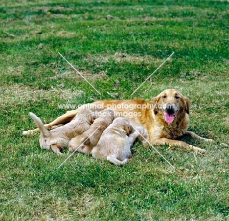 golden retriever with three puppies suckling 