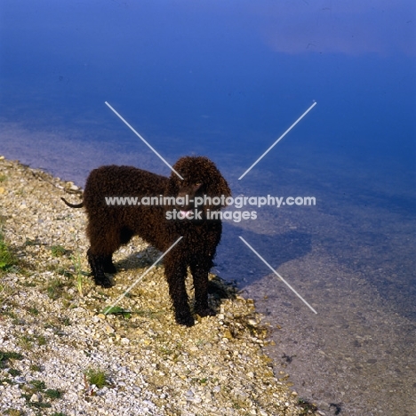 sh ch kellybrook joxer daly, irish water spaniel standing by water