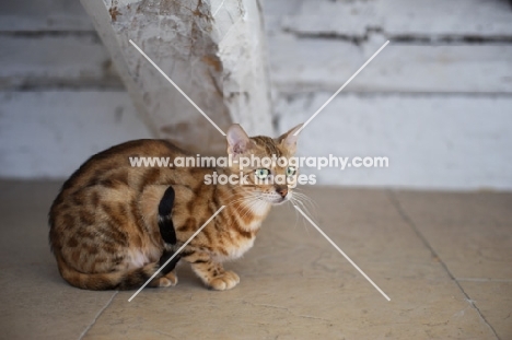 bengal cat crouched 