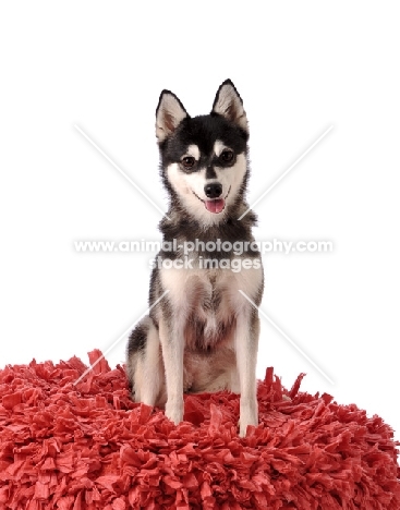 Alaskan Klee Kai dog