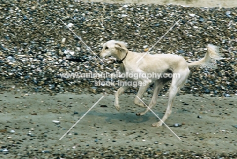 saluki from burydown galloping on the beach