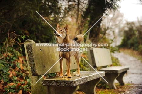 Shiba Inu on bench