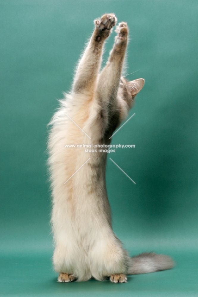 young Somali cat, blue coloured