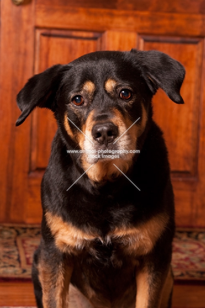 rottweiler mix in front of door