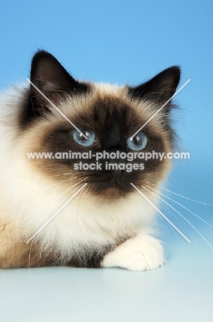 seal pointed Birman cat portrait on pastel blue background