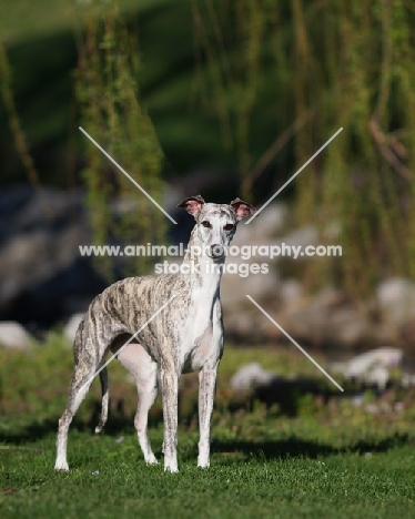 Whippet outdoors