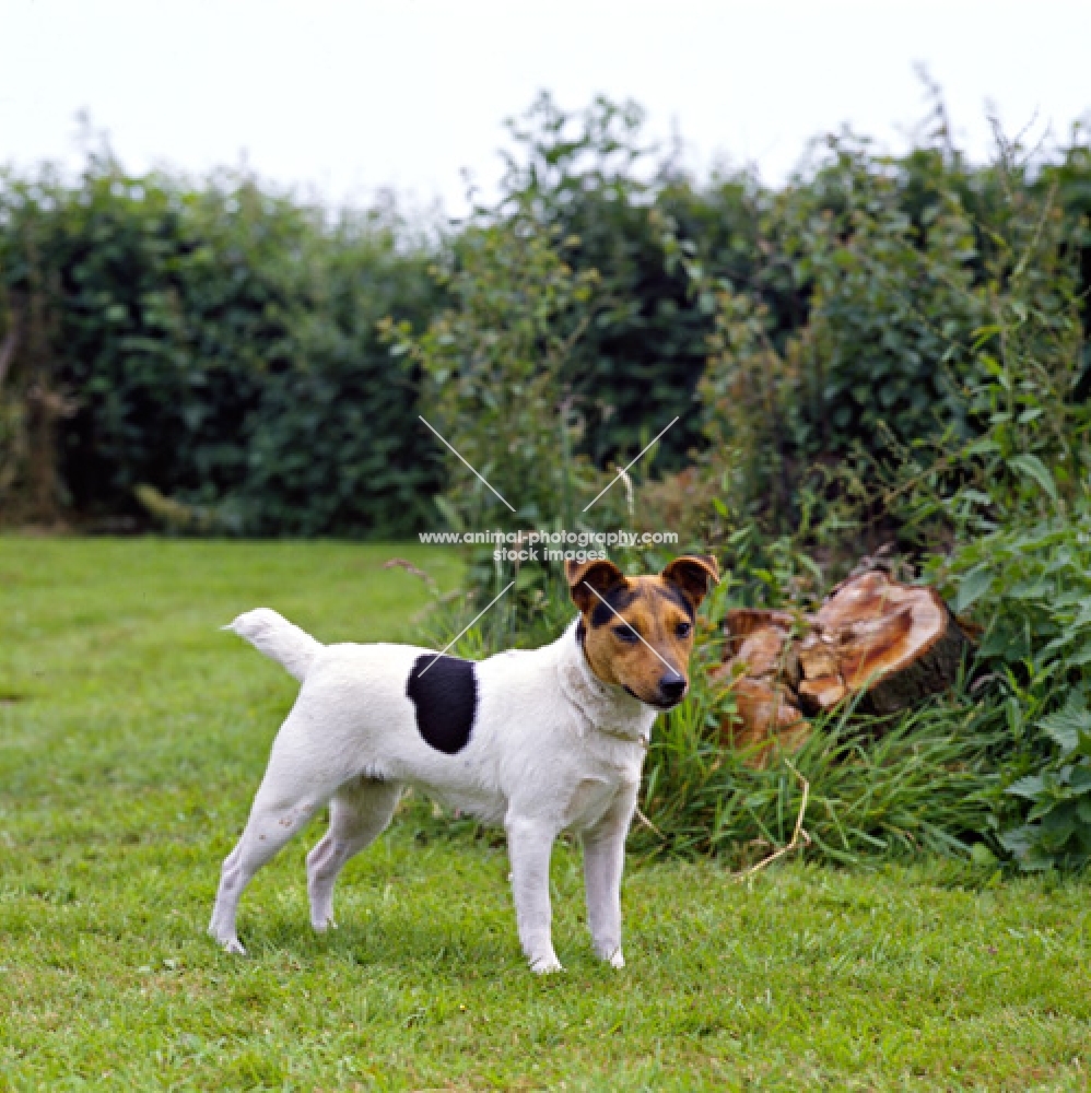 side view of parson russell terrier