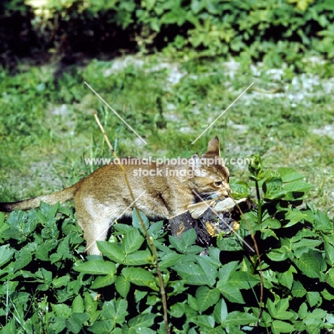 abyssinian sniffing at leaves