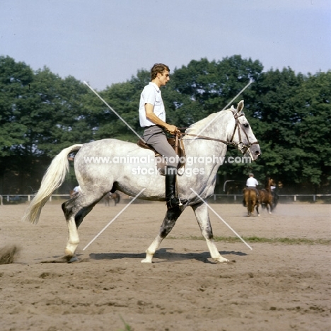 training a  hanoverian at celle