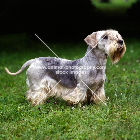 ch bora lovu zdar, cesky terrier in czech republic