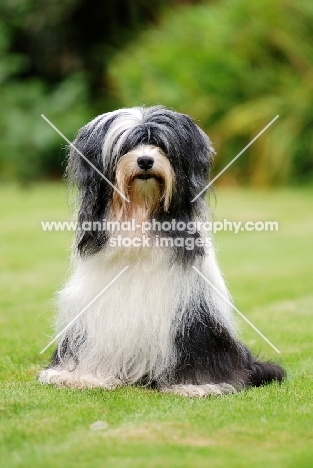 Tibetan Terrier sitting on grass