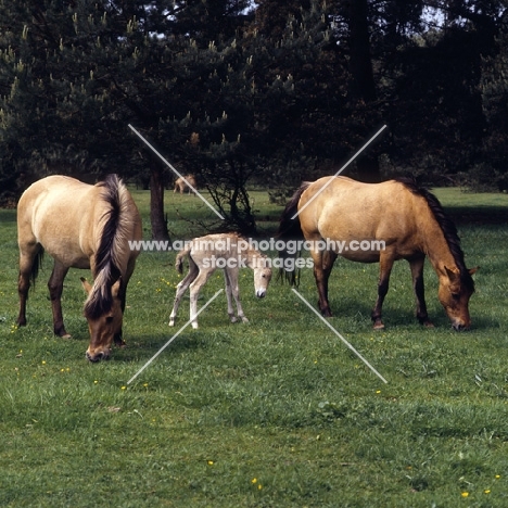 two Dulmen mares grazing with foal