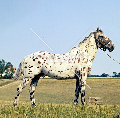 kronplet, knabstrup stallion in denmark