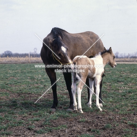 paint horse mare and foal