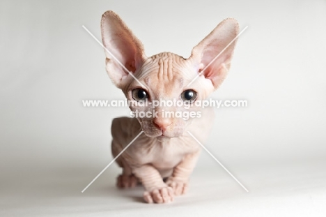 cute sphynx kitten looking into camera