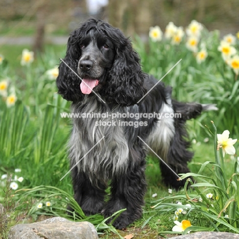 blue roan english cocker in daffodils, undocked, full tail