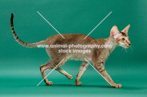 Oriental Shorthair walking, Chestnut Silver Ticked Tabby colour