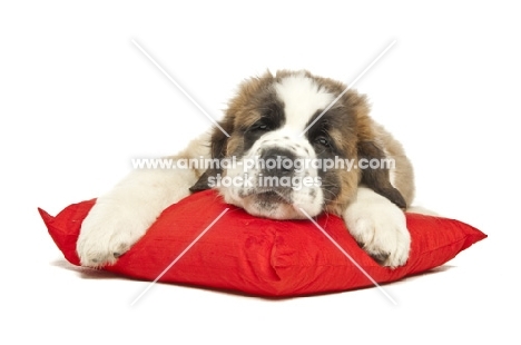 young Saint Bernard sleeping on red cushion
