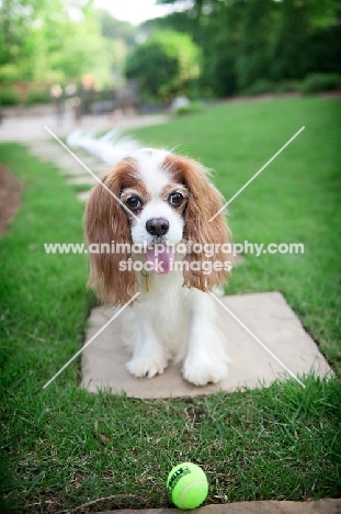 cavalier king charles spaniel asking for tennis ball to be thrown