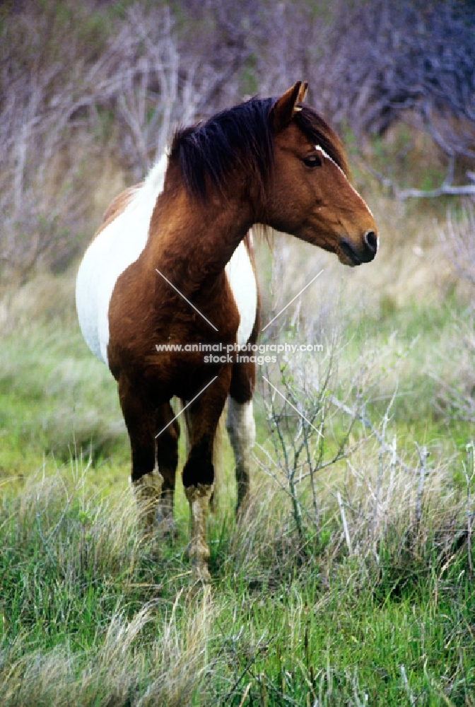 skewbald chincoteague pony on assateague island