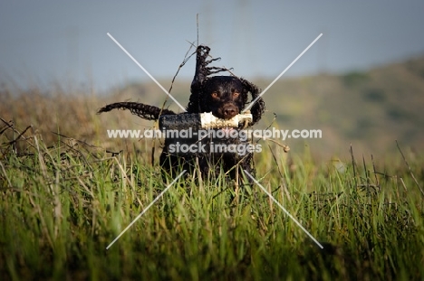 American Water Spaniel retrieving dummy from grass
