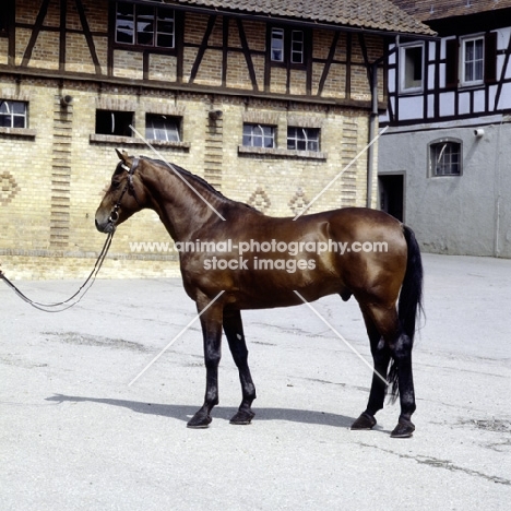 prunk, württmberger stallion at marbach stud