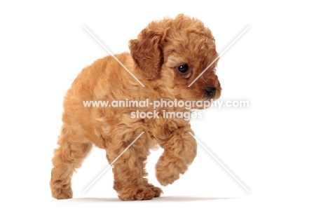 apricot toy Poodle puppy, walking on white background