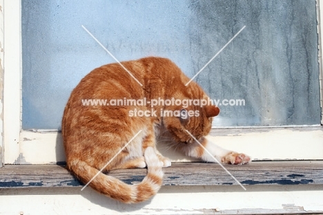 tabby cat grooming himself while sitting outside on a window sill