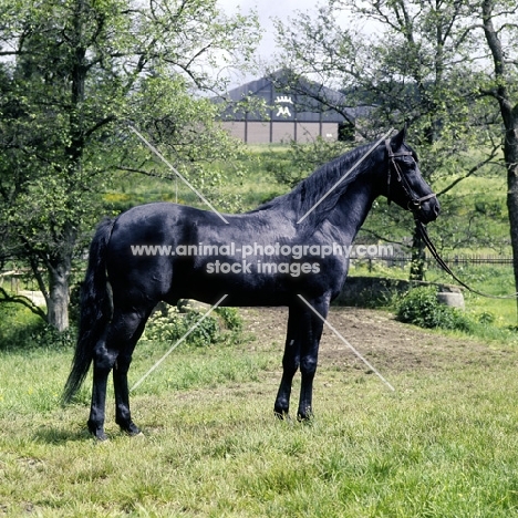 gharib, (world-famous chief sire of Marbach state stud), Egyptian Arab stallion full body 