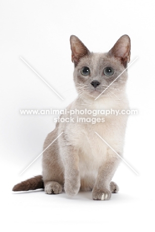 Blue Mink Munchkin on white background