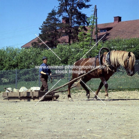 Finnish Horse pulling sledge of stones at Ypäjä