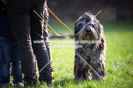 Bergamasco shepherd standing in a field near a group of people