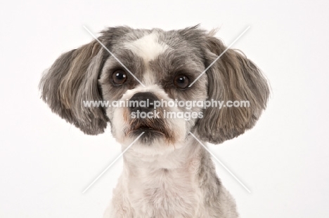 Cross Bred dog portrait