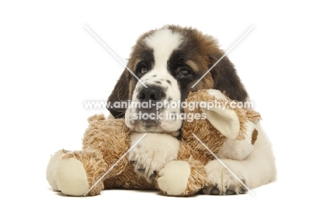 Saint Bernard pup with cuddly toy