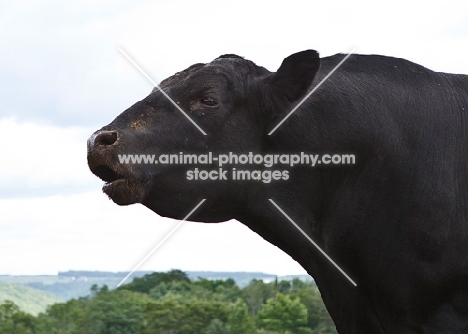 black Aberdeen Angus