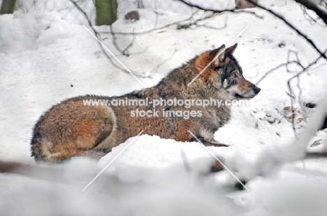 Wolf in snow