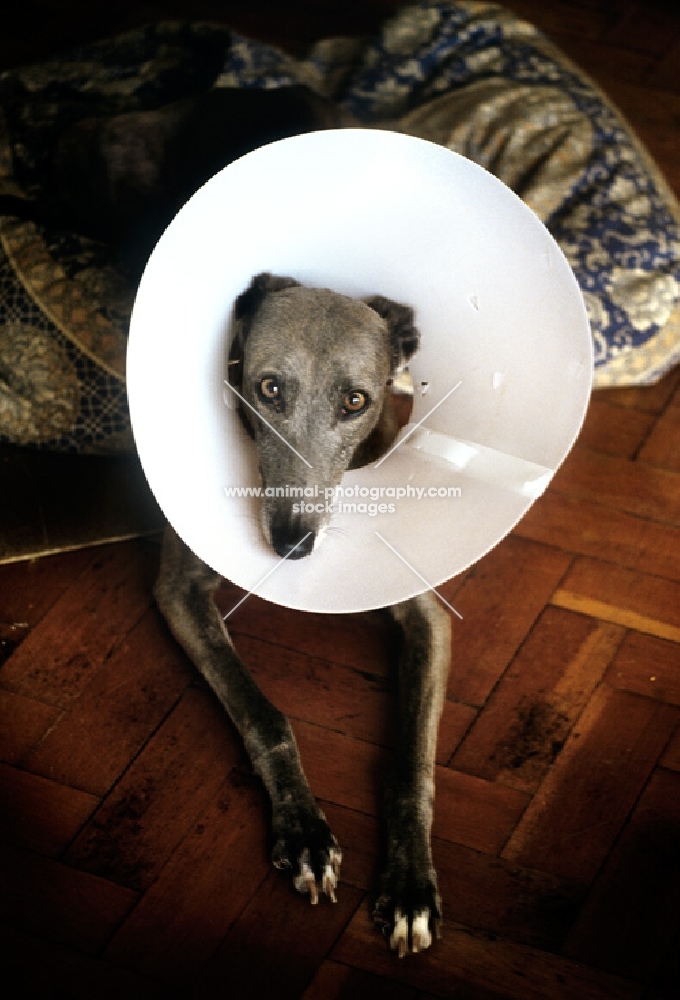 dog wearing an elizabethan collar after operation