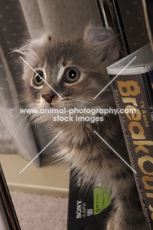 American Curl kitten at home