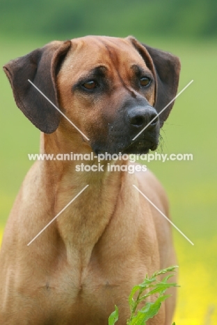 Rhodesian Ridgeback