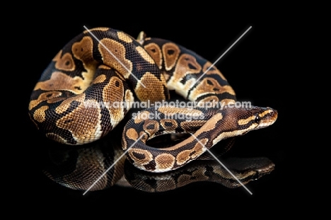 Royal Python looking ahead