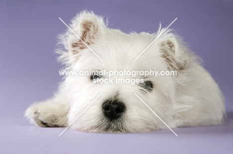 West Highland White puppy resting on purple background