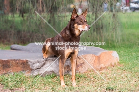 Kelpie sitting on rock