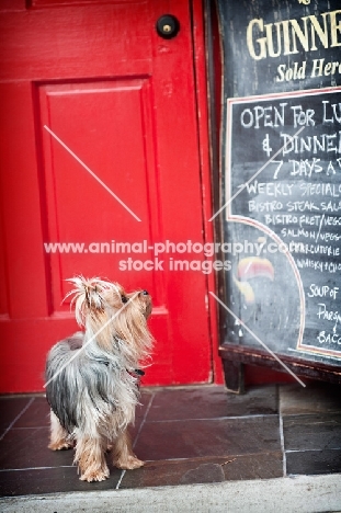 Yorkshire Terrier looking at blackboard