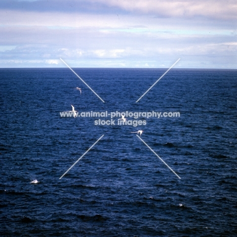 four red billed tropic birds flying above sea off south plazas island, galapagos islands