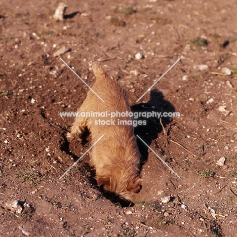 chalkyfield folly, norfolk terrier digging a hole