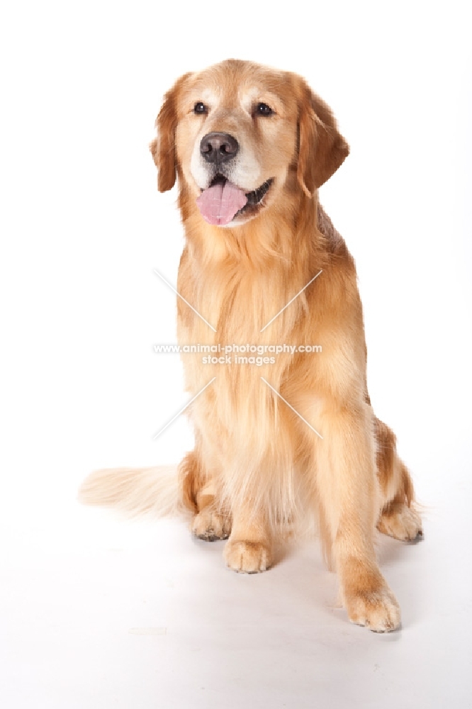 Golden Retriever, sitting