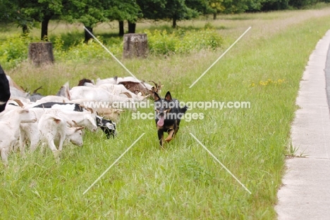 altdeutscher huetehund kelpie cross