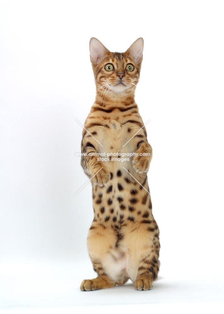 Brown Spotted Tabby Bengal on hind legs, looking surprised