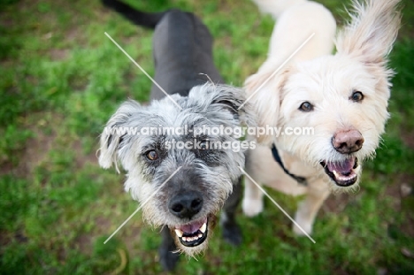 terrier mixes looking up together in grass