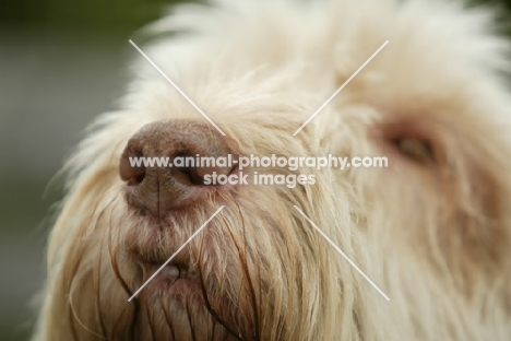 Italian Spinone nose